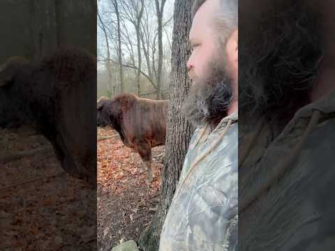 Calling Rufus to handle Redford!! 👊🏻💪🏼#rufus #bull #cow #redford #farming #funny #farmlife