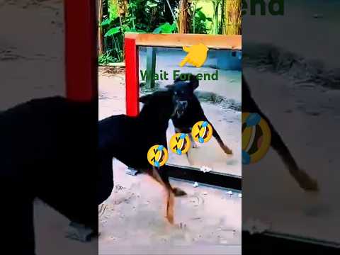 Dog ka prank Aap hasi nahi rok 🤣🤣🤣😂😂 #trending #funny #youtube #comedy
