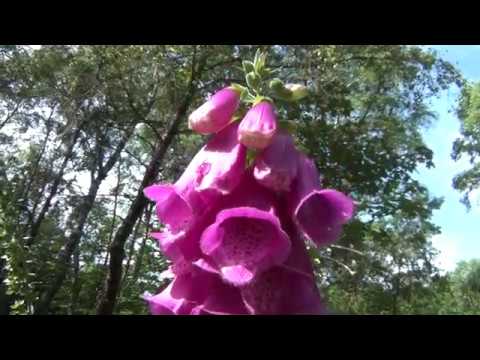 Digitalis or Foxgloves deadly European Flower used by the Pharaonic Aristocracy for Poison Murders