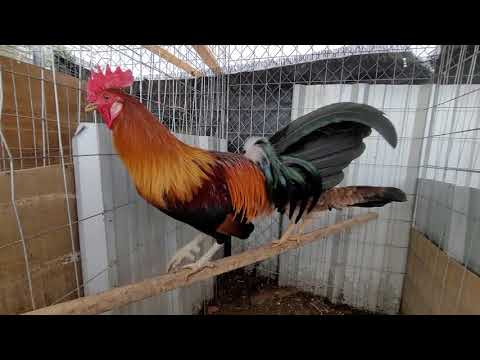 Blueface Brood Cock With Yellow Leg Hatch Hen...  Gallo Blueface Con Gallina Yellow Leg Hatch...