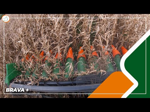 Stara Brava + corn head: your higher efficient harvest