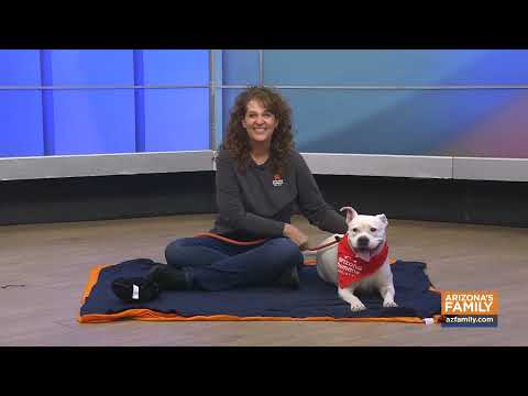 Pets on Parade (Full Episode) October 25, 2025 - YouTube