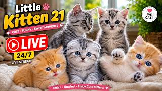 🐱 Cute Baby Kittens LIVE 24/7 😻 Funny Cat Moments & Sweet Meows