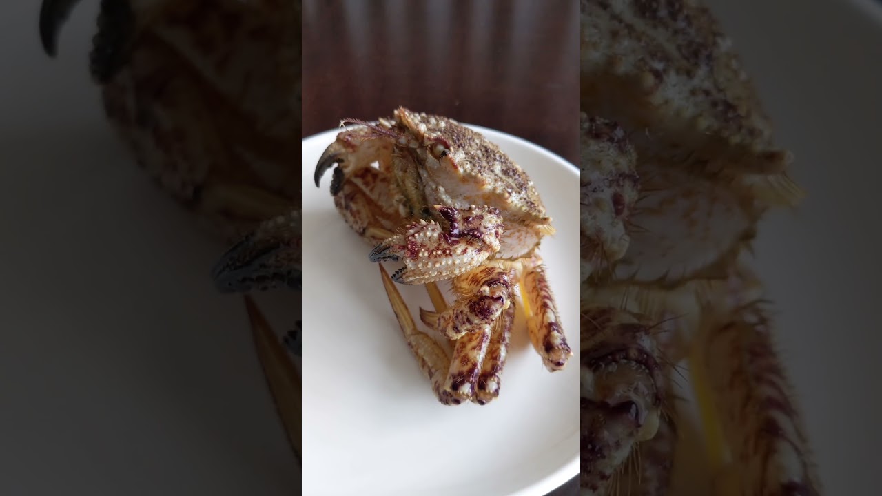 毛毯毯的帅螃蟹！最棒的吃法！当然是它！#青森生活 #北海道的下面就是青森#food #日本海鲜 #seafood  #青森屋 #青森生活 #insects