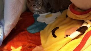 性格の違い？年齢差？それぞれの幸せタイム。今日の、らにとぽんず。2018. 11.19 today's my kitty