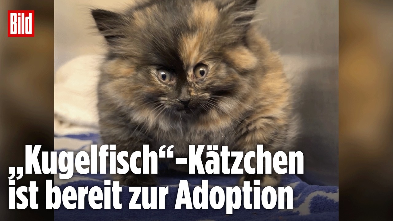 Katzen-Drama mit Happy-End: Zoe wird zum Internet-Star
