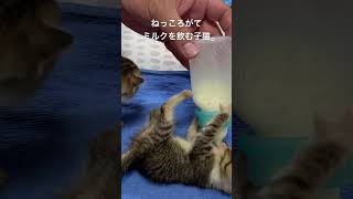 ねっころがてミルクを飲む子猫ちゃん！#子猫　#猫ちゃん
