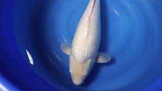 video van Ginrin Shiro Muji 2204100