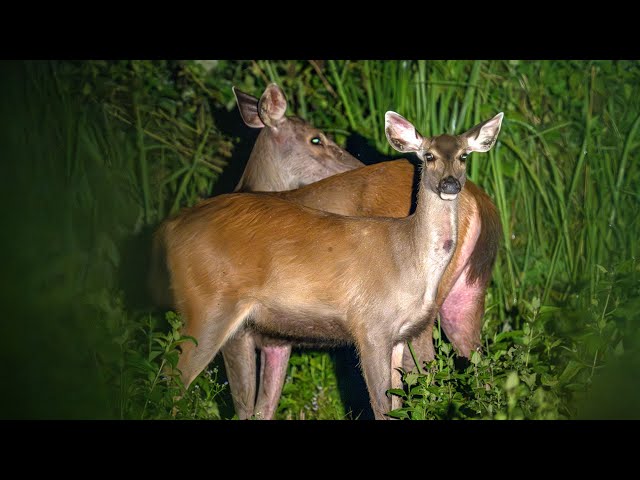 カットティエン国立公園 野生動物