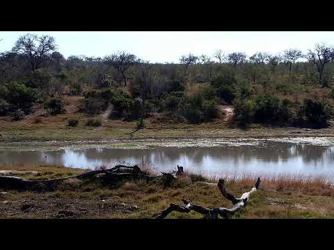 Djuma Private Game Reserve Live Stream