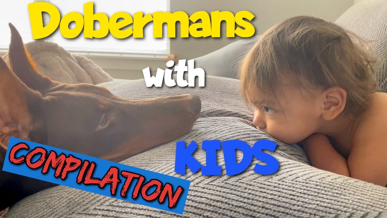 Vicious Dobermans with Helpless Kids 😂 (Compilation)