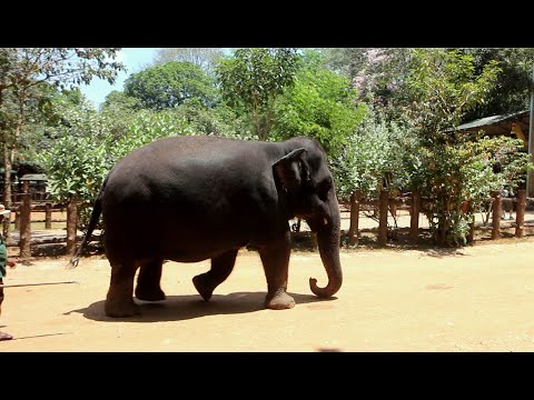 Sri Lankan beautiful elephant Manika - Eating ice cream