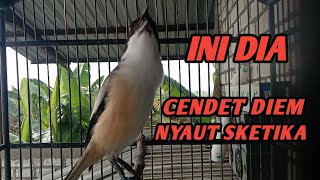 Download lagu BURUNG CENDET GACOR DOR FUL NGOTOT || pancingan cendet susah bunyi  mp3