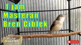 Download lagu Masteran Paling di cari❗ 1 jam suara ciblek sawah jernih full bren❗❗ mp3 Download lagu Masteran Paling di cari❗ 1 jam suara ciblek sawah jernih full bren❗❗ mp3