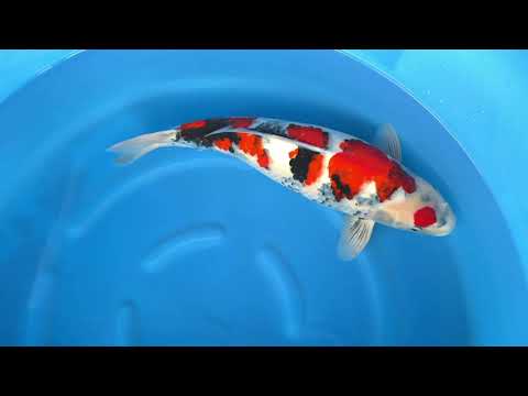 JKS Online Auction: JKSAC-2025-11-12 Sansai HQ Maruten Showa Female 62 cm Koshiji Koifarm