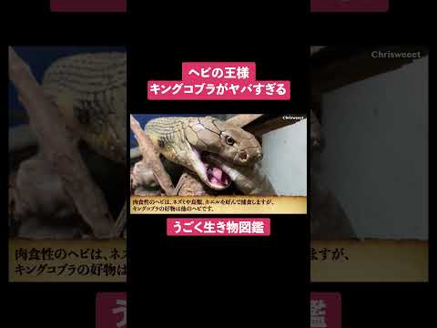 オフィオファガス・ハンナ