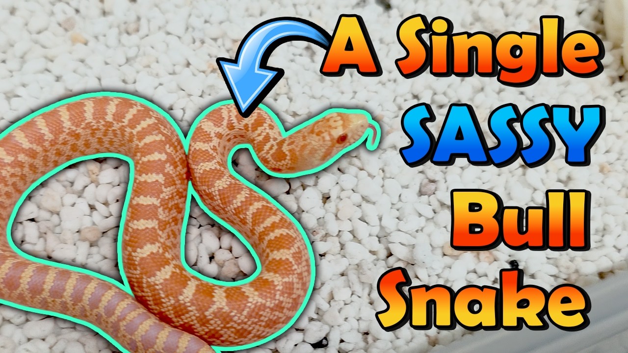 Only 1 Bullsnake Hatched :/