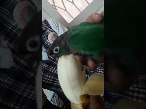 greenu eating banana