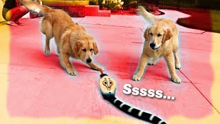Dog vs Snake Attack! Funny Reaction!