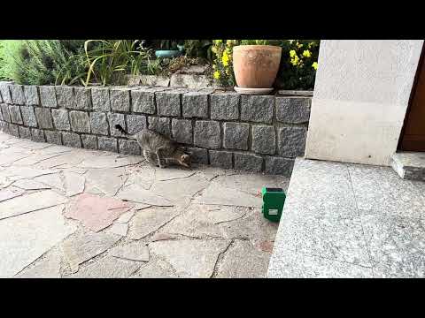 Ultraschall Katzenschreck YOUKK – Test mit Katze