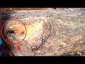 Good Grief This Big Wood Is Broken Sawmill