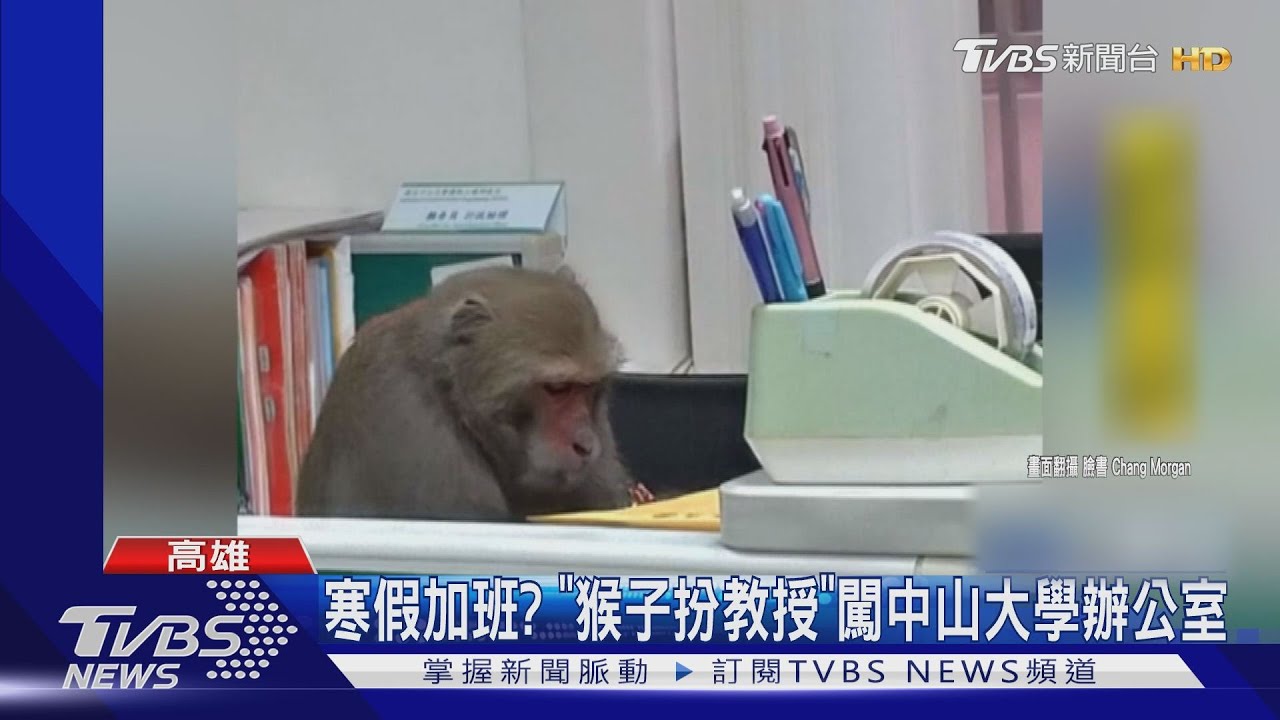 寒假加班？　「猴子扮教授」闖中山大學辦公室