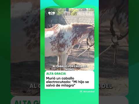 Caballo murió electrocutado tras pisar un charco de agua donde había una conexión eléctrica ilegal