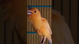 Download lagu canary training song, your canary to sing along #canarysinging #kenarigacor #pancingankenari mp3