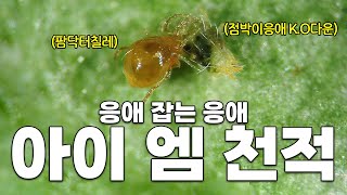 성가신 응애를 다 때려 잡아주는 응애가 있다고?!! 친환경 천적 곤충으로 부담없이 응애 퇴치!