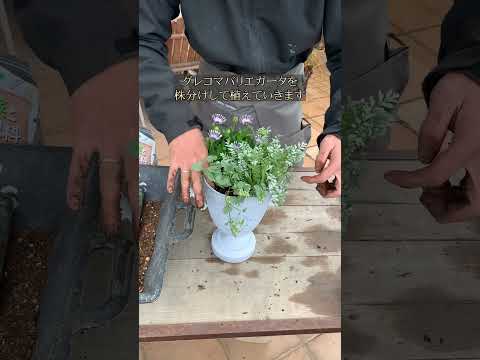 園芸 スパイダーフラワー