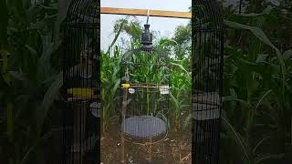 Download lagu SOGON ijoan baru dapat 2 hari proses terapi lapar #fypシ゚viral #fypyoutube #sortvideo #kicaumania mp3