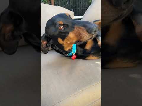 CaddyShack, an adopted Doberman Pinscher in Los Angeles, CA_image-1