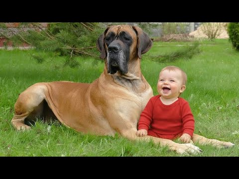 When Dogs Protect Babies Like Their Own Puppies ❤️ Cute Dogs and Baby