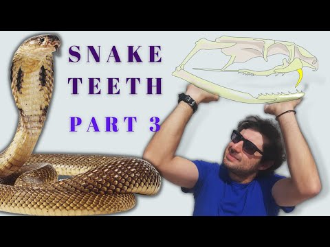 Snake Anatomy: Dentition Part 3