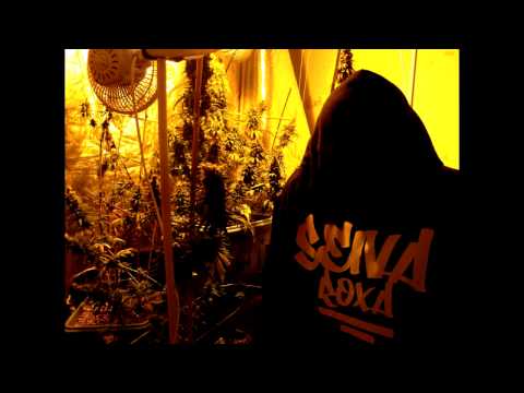 SEIVA ROXA - LIBERDADE (prod Chediak)