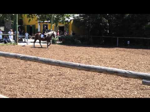 Dressur-Turnier 2012