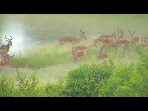 Djuma: Impala herd - 09:05 - 02/22/19