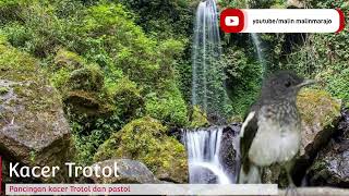Download lagu Masteran kacer trotol dan pastol mp3