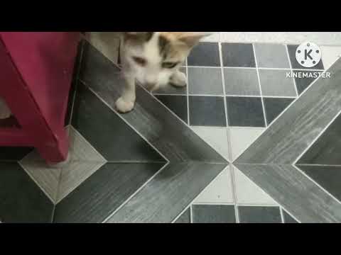 இந்த பூனை எவ்வளவு அழகாக சொல்கிறது பாருங்கள்..!