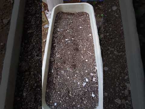 苗にはどんな土を使えばいいのでしょうか？種子の発芽を保証する混合物はこちらです。  庭園