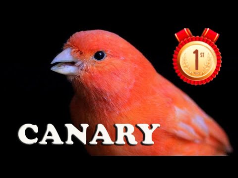 The Best Singing From CANARY 12h