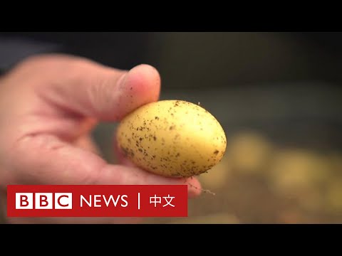 , title : '中共二十大：習近平的馬鈴薯奇跡真的如其所願嗎？－ BBC News 中文'