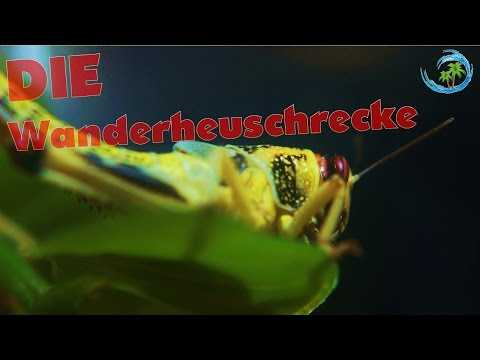 🐍Das perfekte Futter für Reptilien? Die Wüstenheuschrecke |#02| ATTVLounge|[FHD]