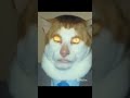 Monday Left Me Broken Cat Meme