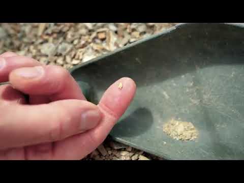 Garrett Goldmaster 24k Metal Detector