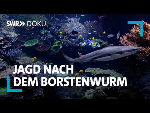 Jagd auf das Phantom - Suche nach dem Borstenwurm im Karlsruher Aquarium | SWR Doku