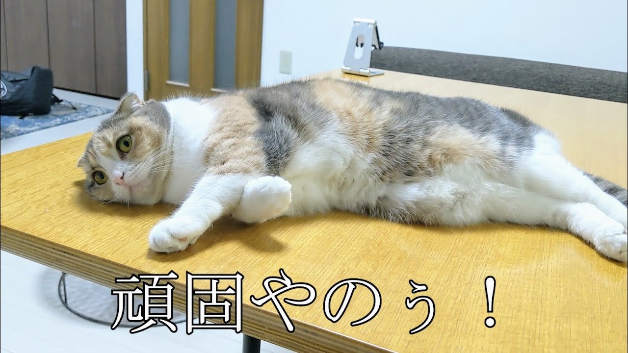 【衝撃】テーブルに乗る猫と喧嘩してみた結果…