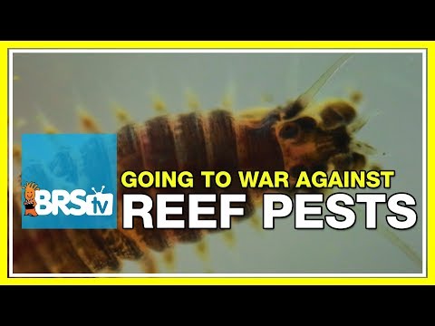 Week 49: How to prevent and treat reef tank pests | 52 Weeks of Reefing #BRS160