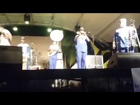 Cyano Gene x Gangbe Brass Band x Jah Baba