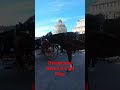 OVERPRICED TOURIST HORSE CART RIDE IN PISA AVOID IN ITALY